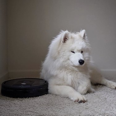 Samoyed sitting next to a roomba.