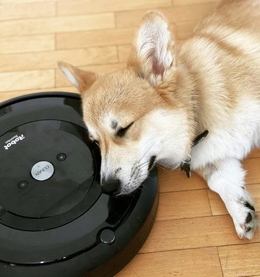 Corgi lying down on a roomba.