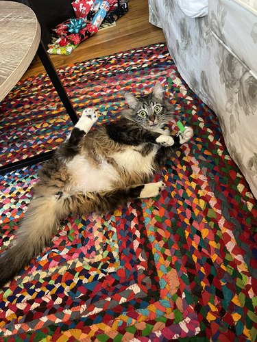 A surprised cat has their legs splayed while lounging on a colorful rug.