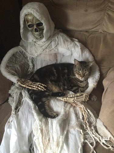 Cat laying on lap of Halloween skeleton.