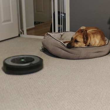 Dog in their bed staring at a roomba.