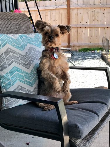 dog sits up in seat for picture