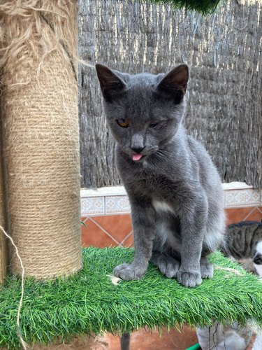 A sleepy gray cat is sitting on a cat tree and has their tongue sticking out.