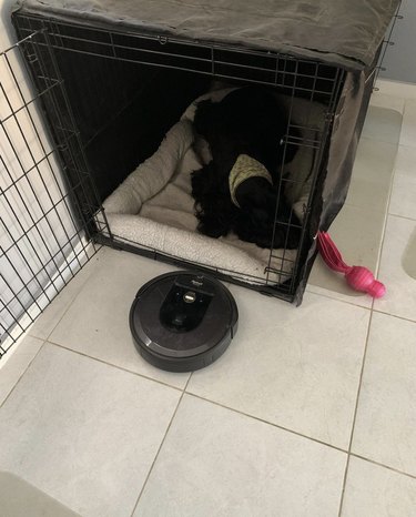 Roomba near a Riesenschnauzer's open crate.