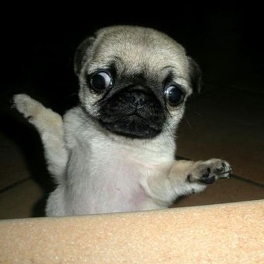 pug pointing arms in both directions