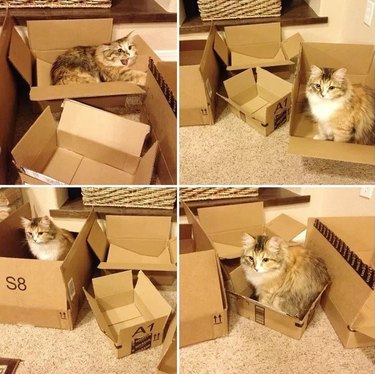 Photo set of cat sitting in different sizes of cardboard box.
