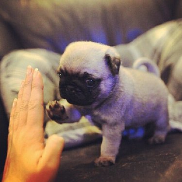 woman gives pug high five