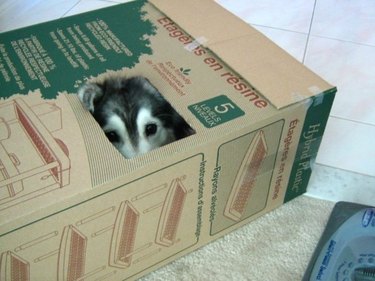dog hides in box like a cat