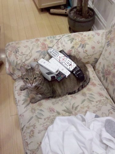 Cat covered in remote controls.