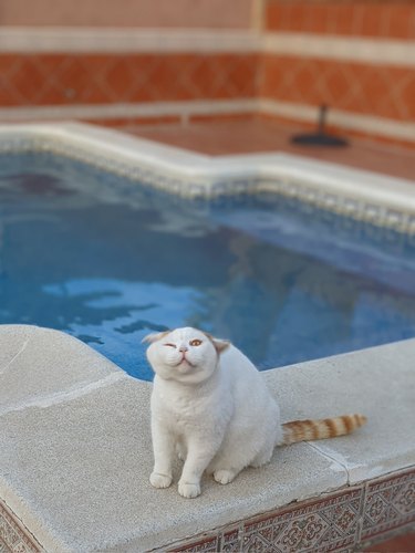 cat about to do a wiggle shake by a swimming pool