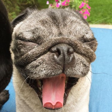 pug yawns after long day of doing nothing