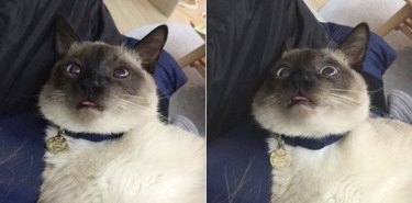 cat sticks tongue out