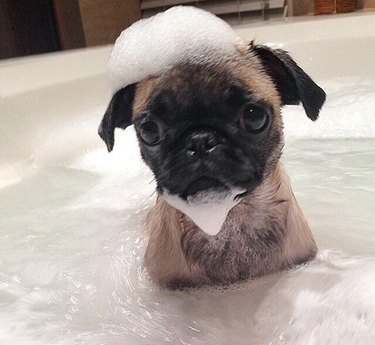 pug getting a bath