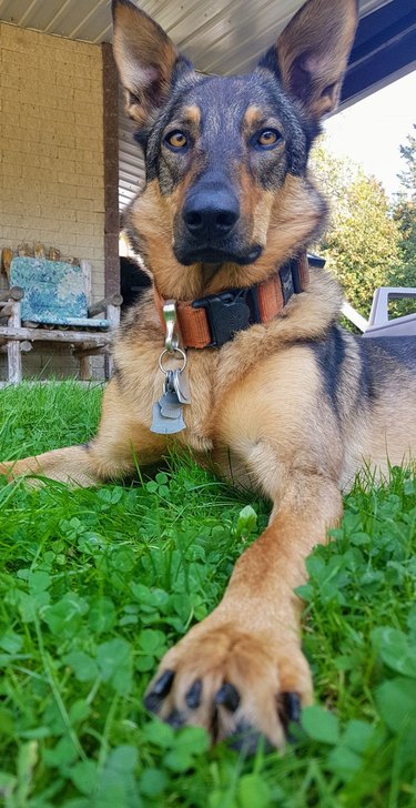 german shepherd poses for camera