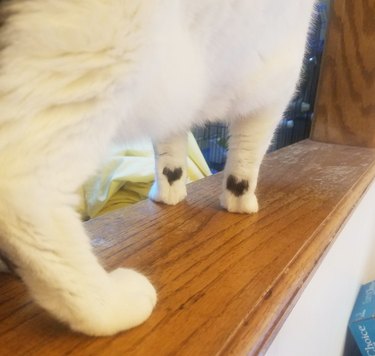 cat's coat has little natural heart marks on the underside of the leg