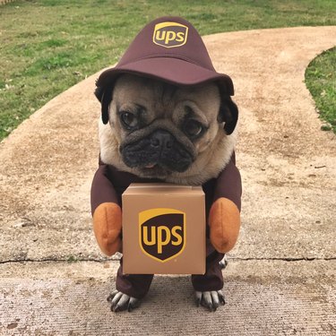 pug dressed as UPS delivery dog
