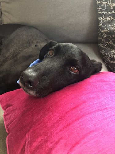 dog sleeping on pillow poses for camera