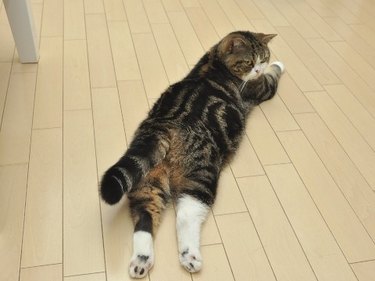 Cat holding its legs in weird positions.