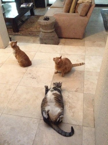 Two athletic cats and one overweight cat looking up at the ceiling at a pigeon