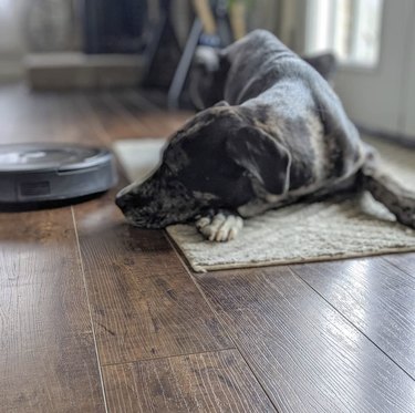Catahoula mix dog lying down next to a roomba.
