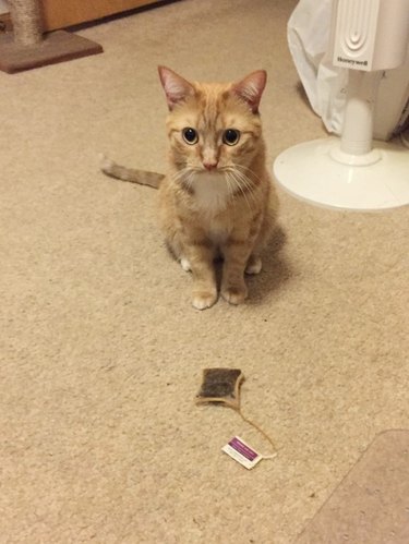 cat brings person teabag