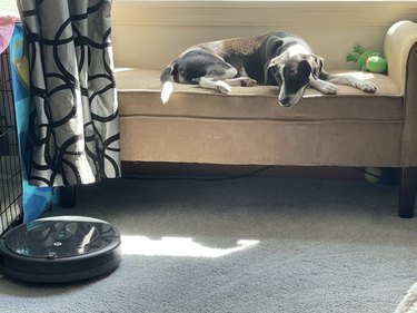 Dog on a couch looking at a roomba on the floor.
