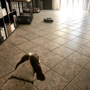 Basset hound staring at a roomba near their crate.