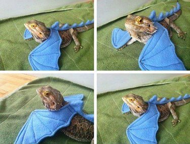 bearded dragon dressed as real dragon