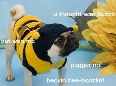pug dog dressed as bumble bee