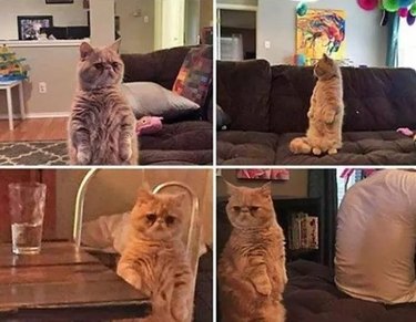 Confused cat. When you enter a room and forget what you wanted to do.