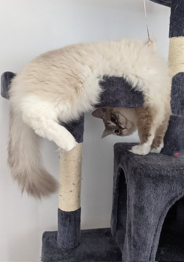 A cat is twisted in a funny position on cat tower.
