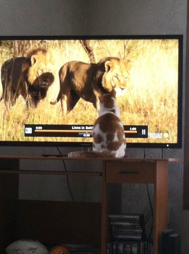 cat watches lions on television