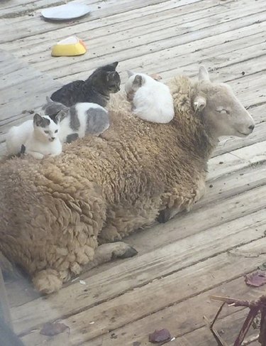 cats sit and sleep on sheep