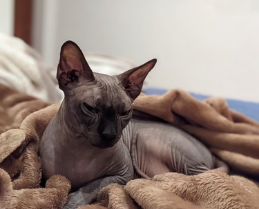 A hairless Sphynx cat is sleeping on a blanket.