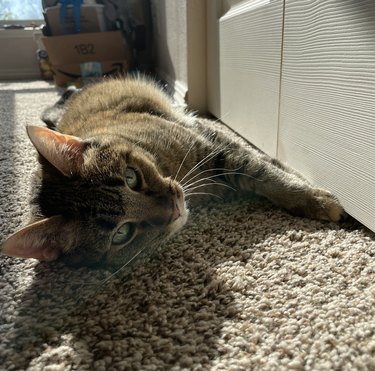 cat sleeping in the sun