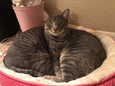 Two cats are cuddling and making it seem as though they have one head.