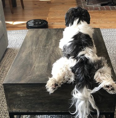 Black and white Shih Tzu lying on a table staring at a roomba.