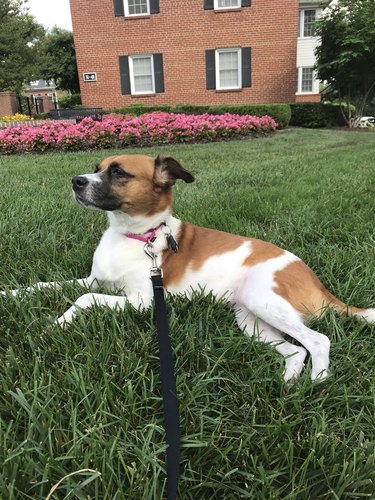 dog chilling on grass and posing for camera