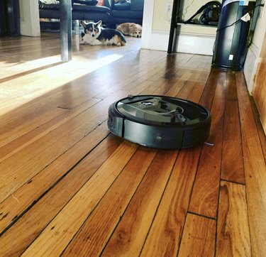 Two corgi's staring at a roomba from another room.
