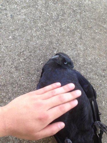 person pets bird like a cat