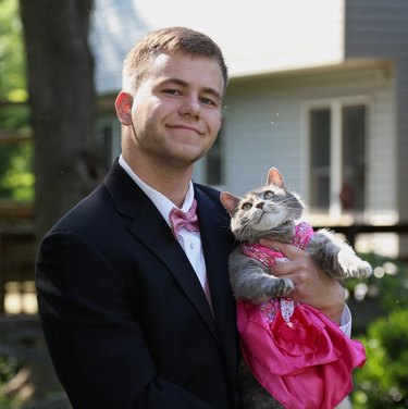 Cat looking lovingly at owner