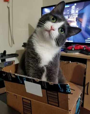 cat in box doing head tilt
