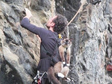cat harnessed to rock climber