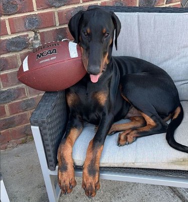 Doberman Pinscher dog laying on a chair, a football rests on the arm of the chair with one end resting under the dog's chin.