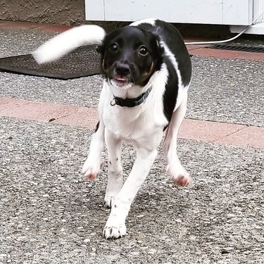 Puppy running towards camera.