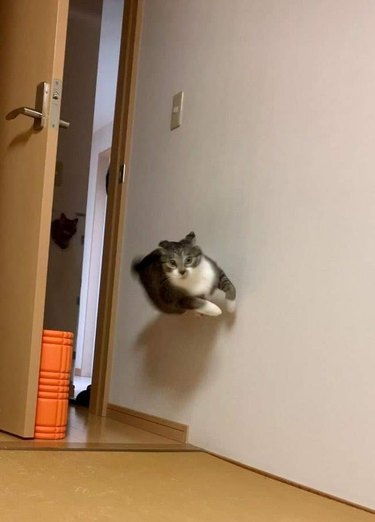 Cat running along wall