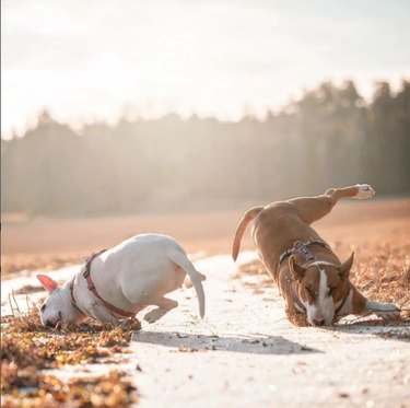 Two bull terrier dogs, one on either side of a trail, are in mid-fall looking very silly as though they have lunged for a ball and missed.