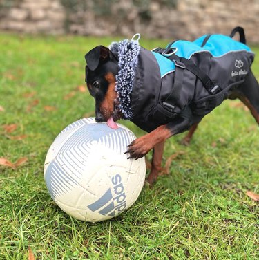 A small dog outside wearing a jacket. The dog has one paw and their tongue on a soccer ball.