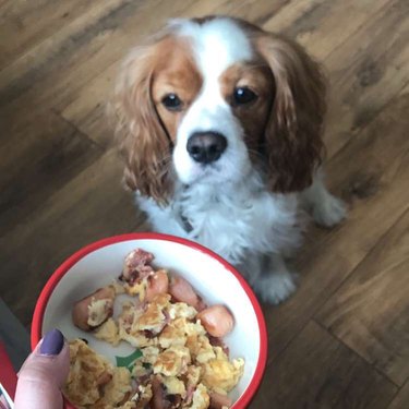 dog unimpressed by breakfast bowl
