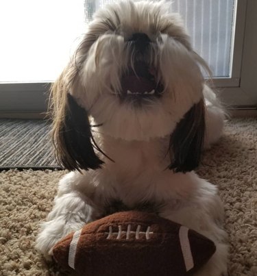 A Pekingese dog laying on a carpet with their mouth open in a bark and a small toy football sits between their paws.